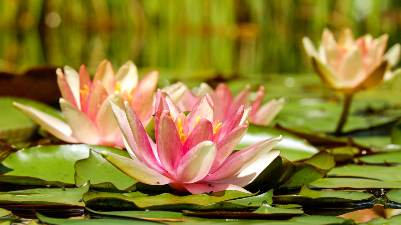 12 Fleurs du Mois de Naissance et Leur Signification ·